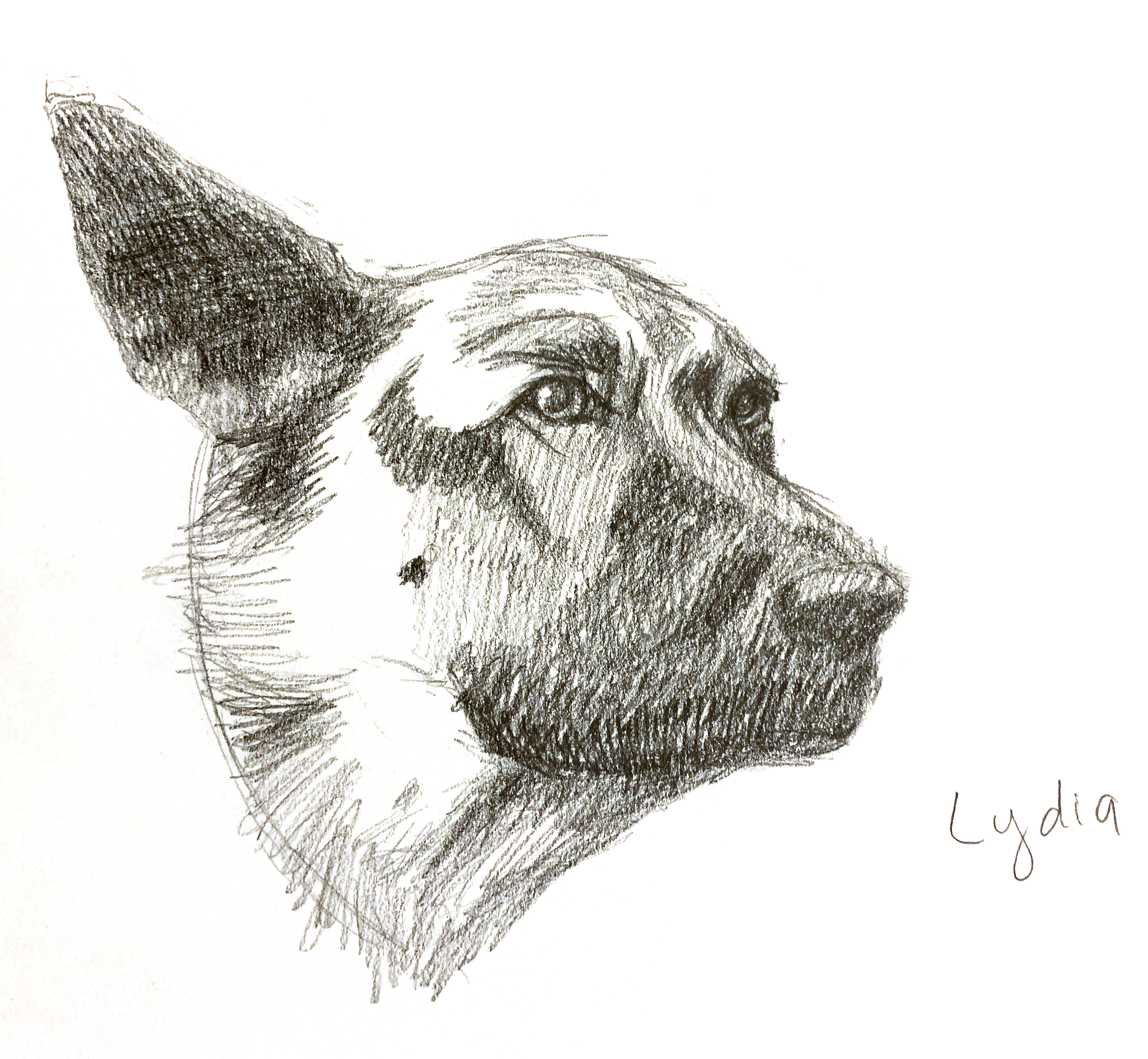 a bust portrait of a black and tan german shepherd in 3/4 view