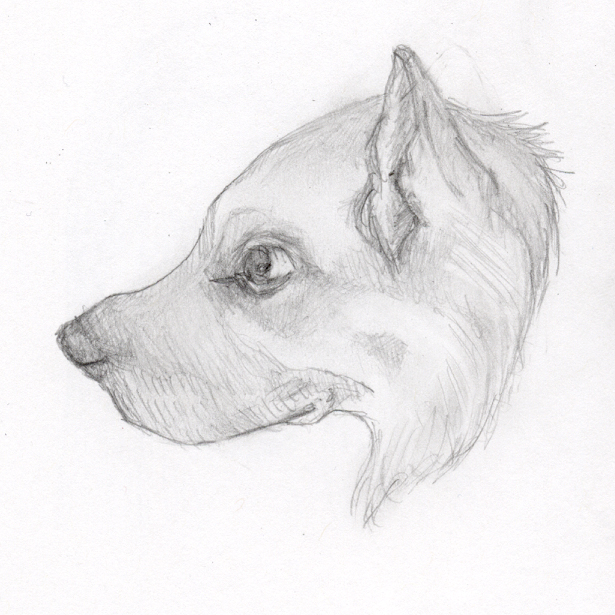 A profile of my first dog, a german shepherd named Lydia