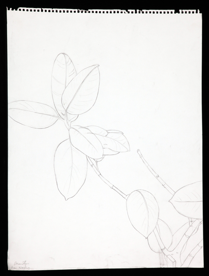a line drawing of a plant