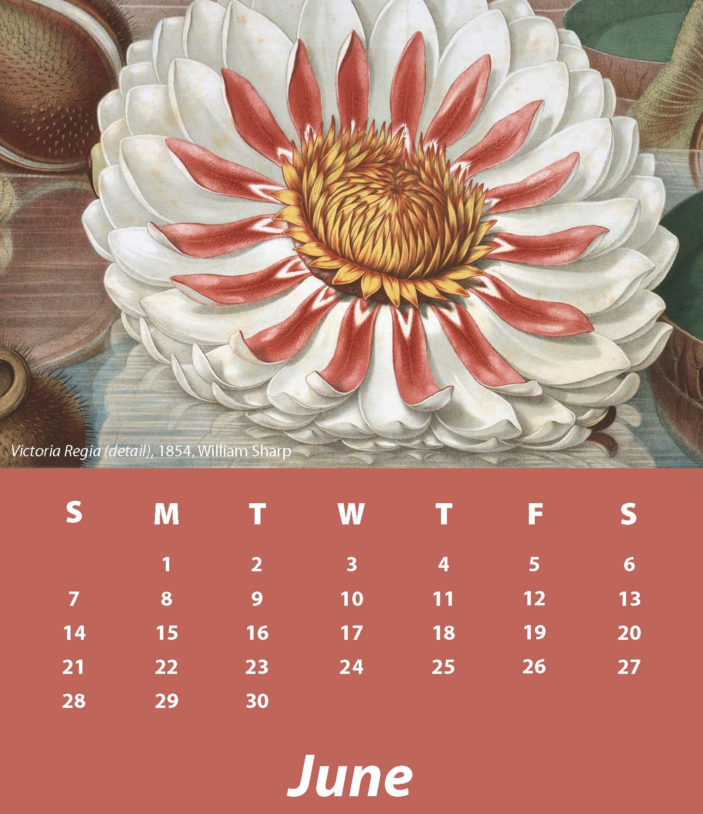 a June calendar with the image Victoria Regia