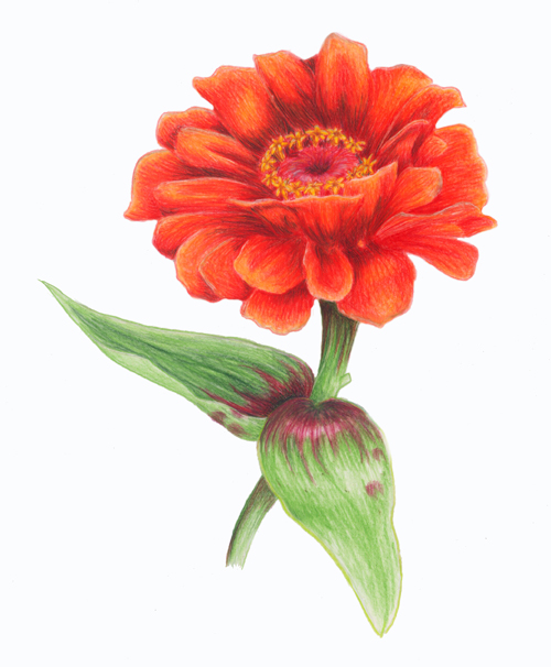 a red orange flower with a green stem