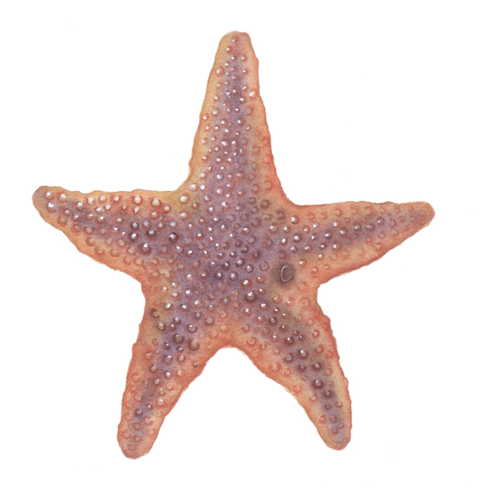 a starfish