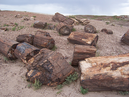 petrifed logs