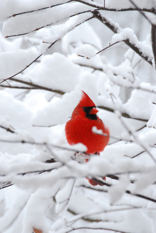 a red cardinal against a snowy backdrop
