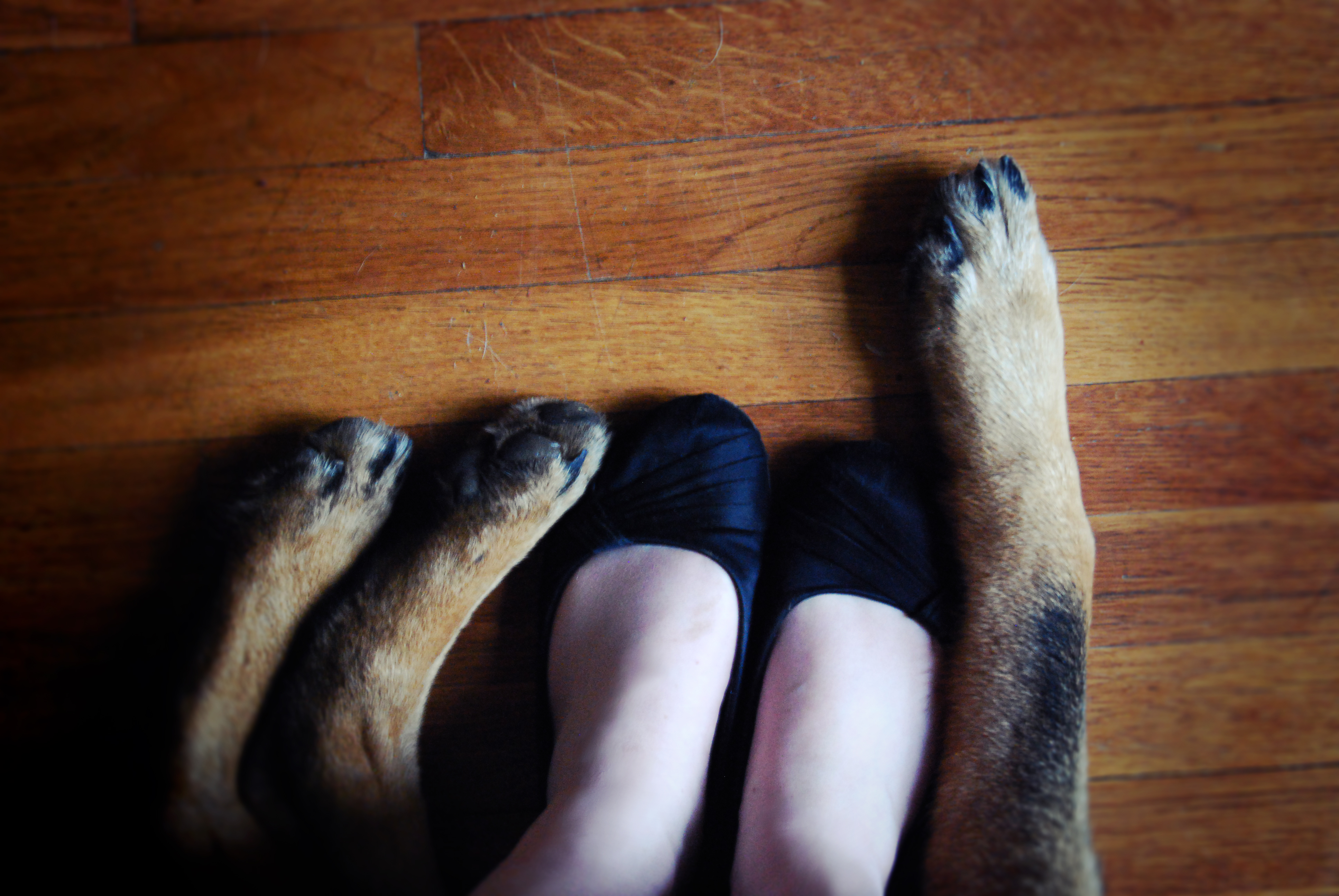 looking down on a wood floor, at the very bottom edge are a pair of pale white feet in black fabric shoes, around them are two, big back paws and one big front one with brown fur and black toe nails