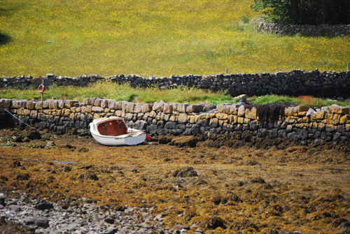 a boat beached on a rocky shore covered in red seaweed with a rock wall and a green field in the background