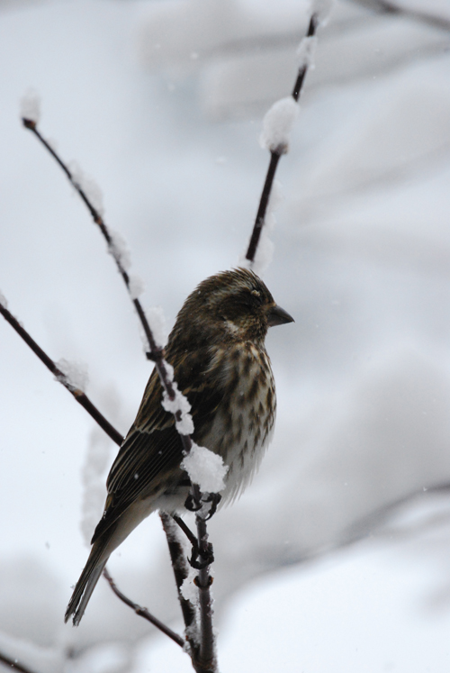 a finch against a snowy backdrop