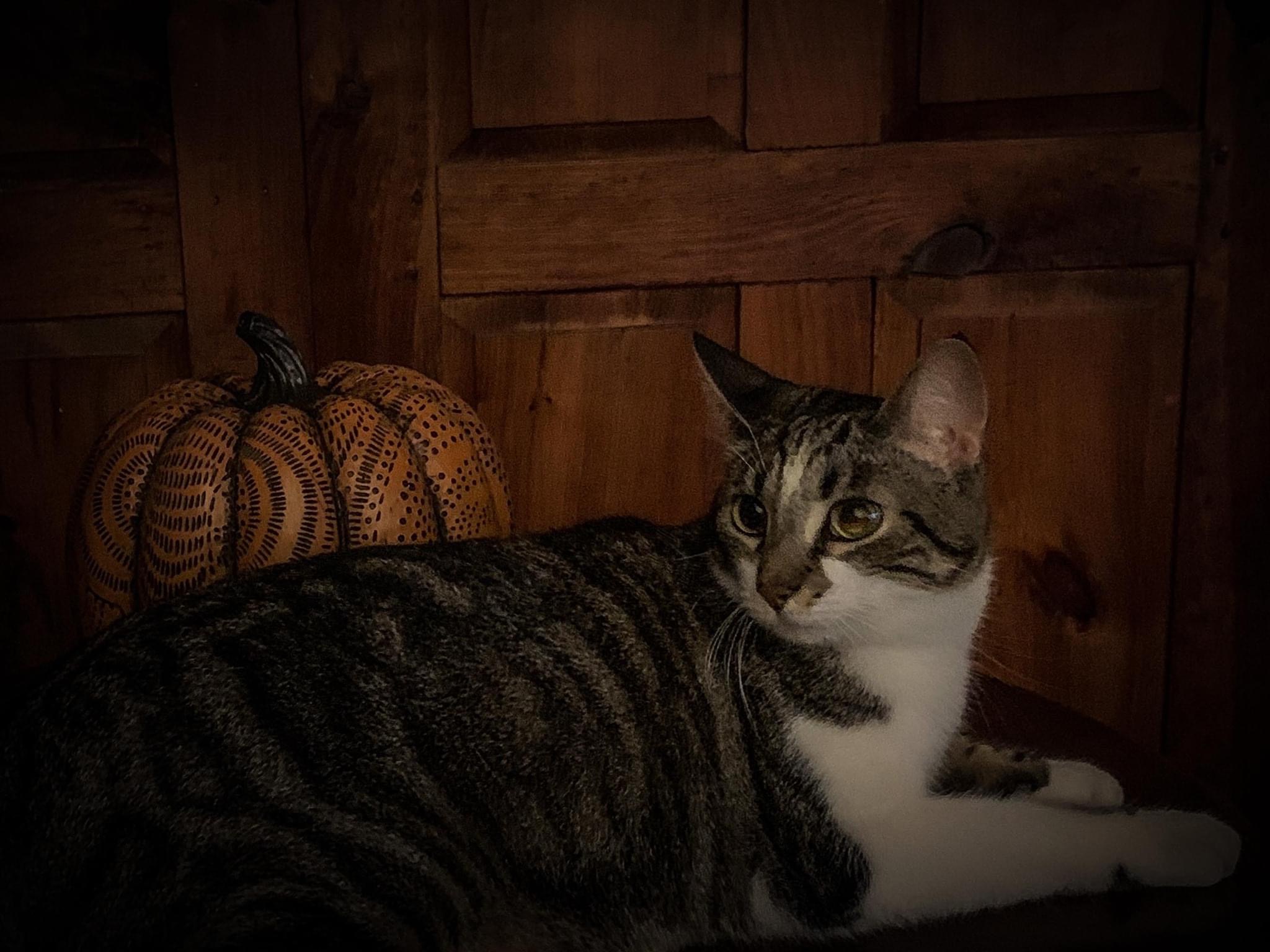 a grey tabby cat laying infront of a decorative black and orange pumpkin against a wood panel backdrop