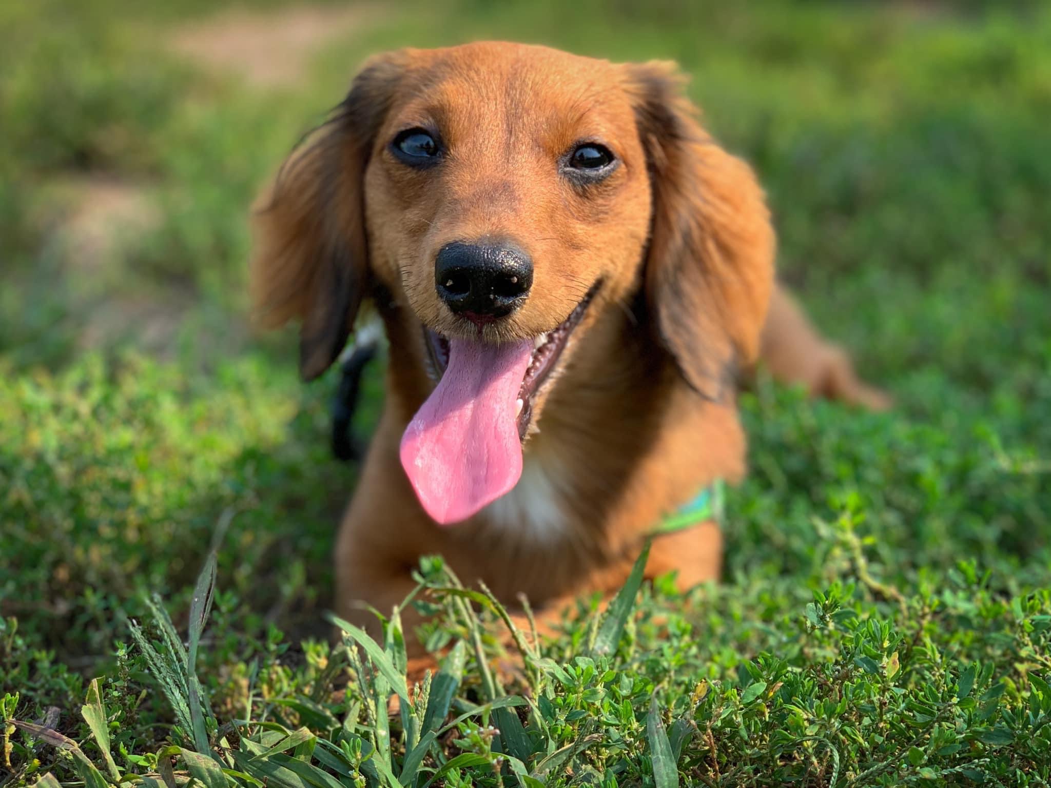 a little red dachshund laying in the green grass and smiling open mouthed, tongue out