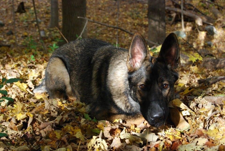 a german shepherd dog crouched in dry autumn leaves, striped with dark shadows