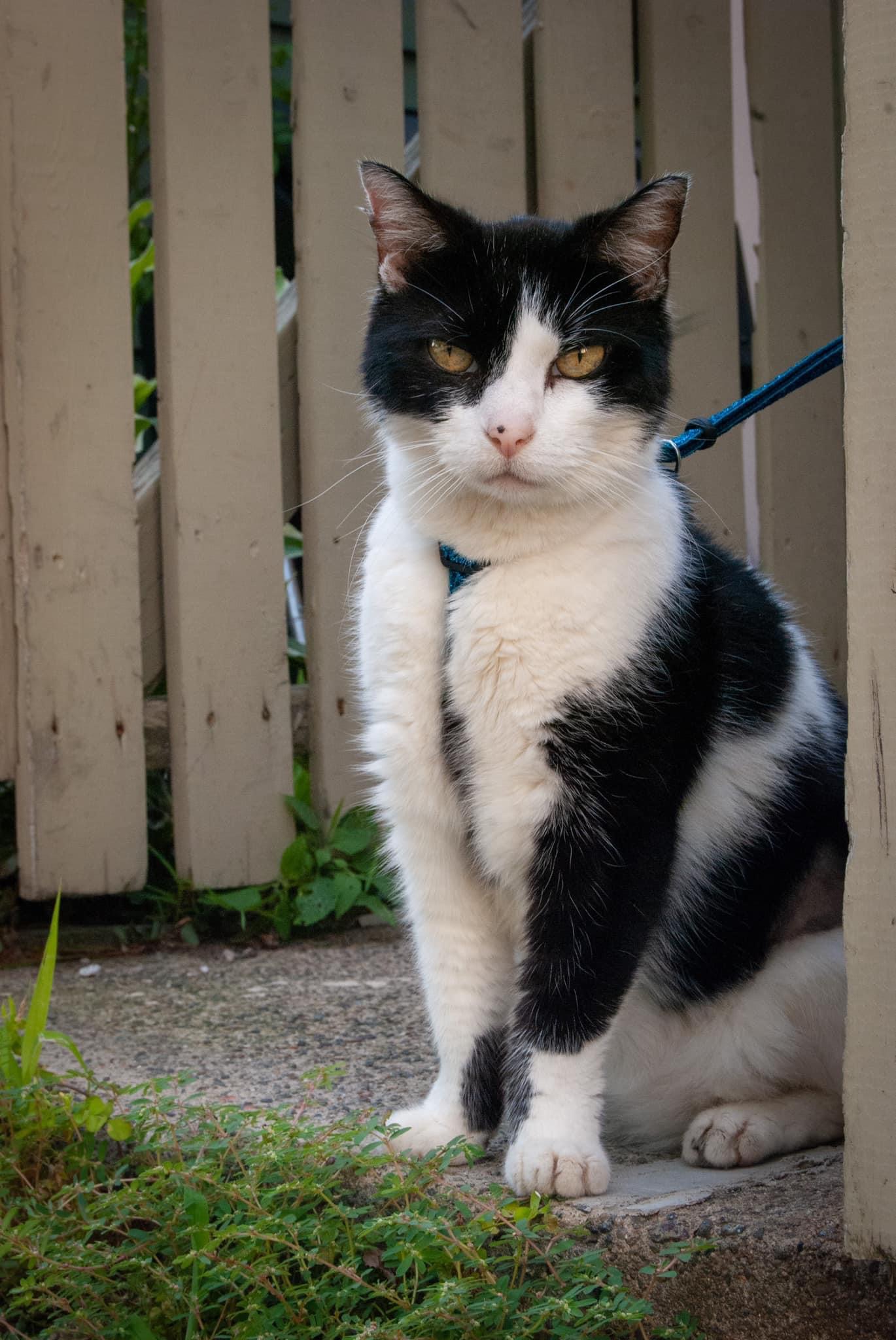  black and white cat with a black dot on her nose and orange eyes, in a blue harness, is seated, looking out, from an open gateway
