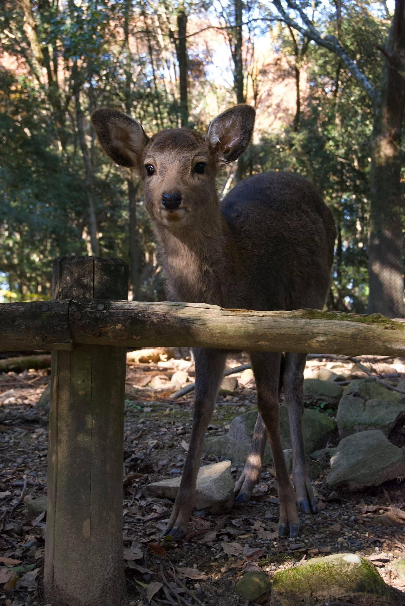a Nara fawn behind a fence looking the camera straight on