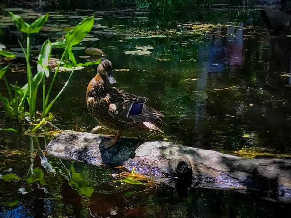 A colorful female mallard duck on a half sumerged log. Green pond life and the reflections of two people cast colors on the water.